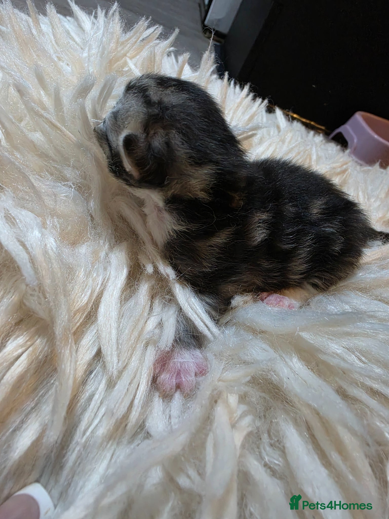 Persian cats for sale: Beautiful Persian Mix Kittens - Advert 33