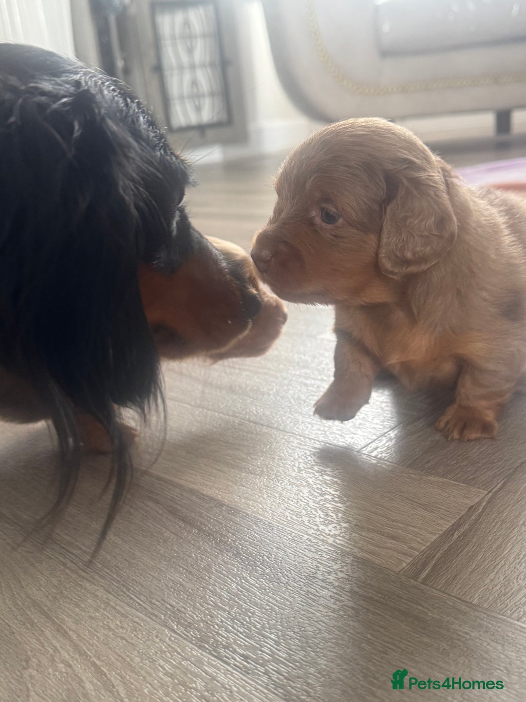 Miniature Dachshund dogs for sale: 3 Beautiful miniature longhair dachshund puppies - Image 17