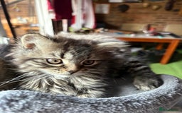 Mixed Breed cats for sale: Kitten for sale, mixed race, Scottish fold mother  - Image 5