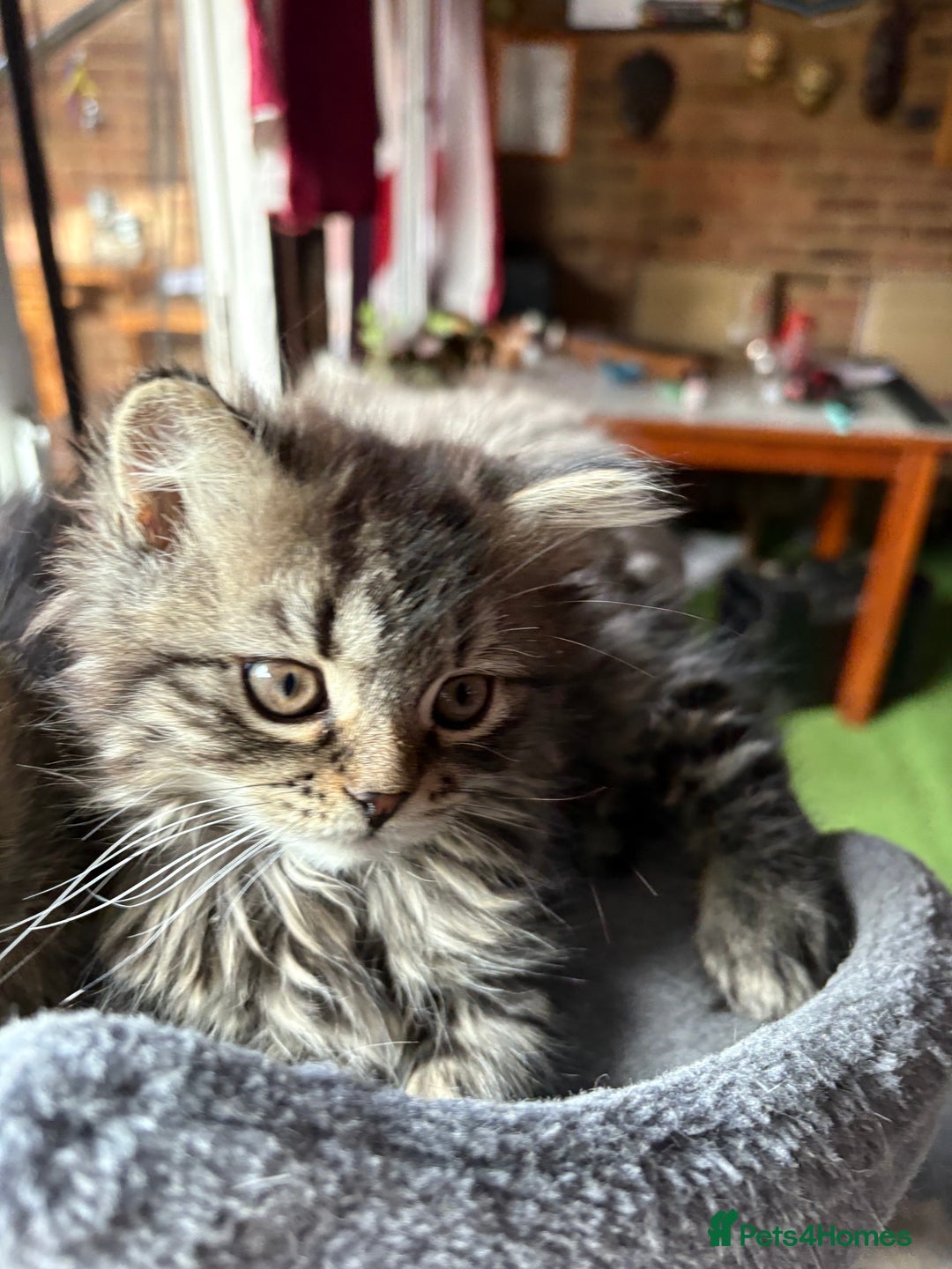 Mixed Breed cats for sale: Kitten for sale, mixed race, Scottish fold mother  - Image 5