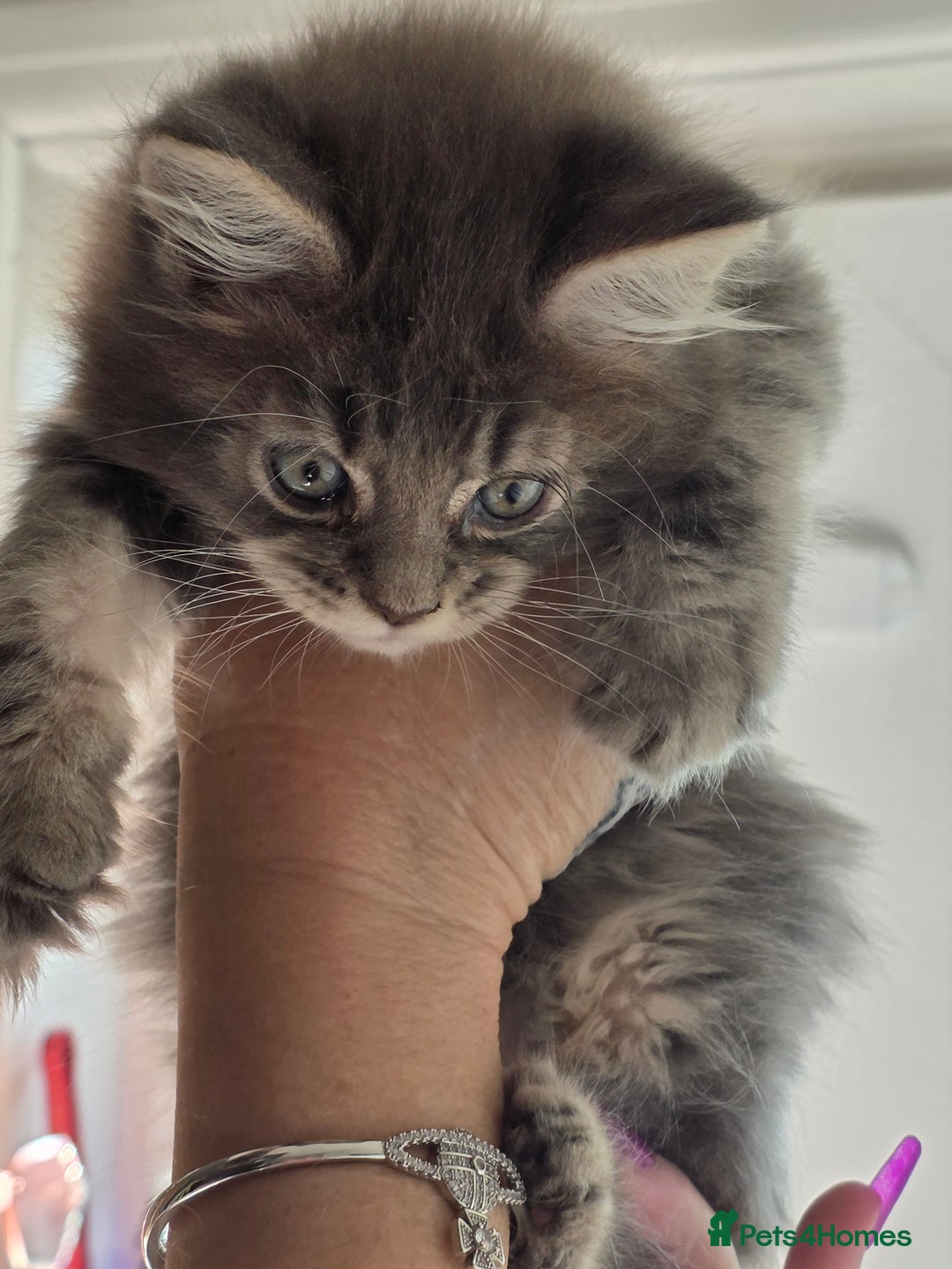 Maine Coon cats for sale: TICA REGISTERED STUNNING MAINE COON KITTENS  in Blackpool - Image 13