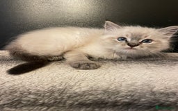 Ragdoll cats for sale: Last boy girl Hcm pkd so loving  playful cutie  - Image 11