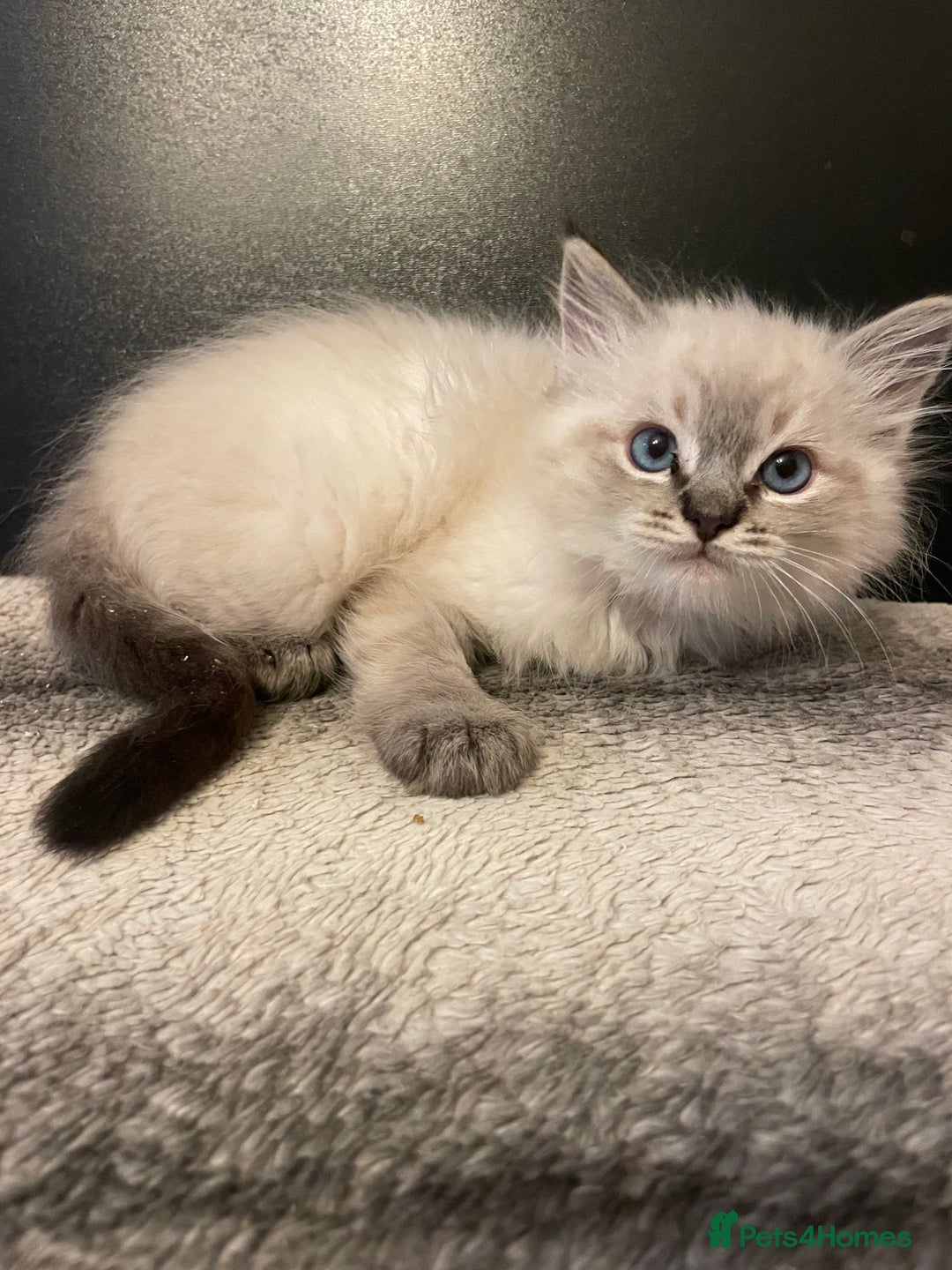 Ragdoll cats for sale: Last boy girl Hcm pkd so loving  playful cutie  - Image 11