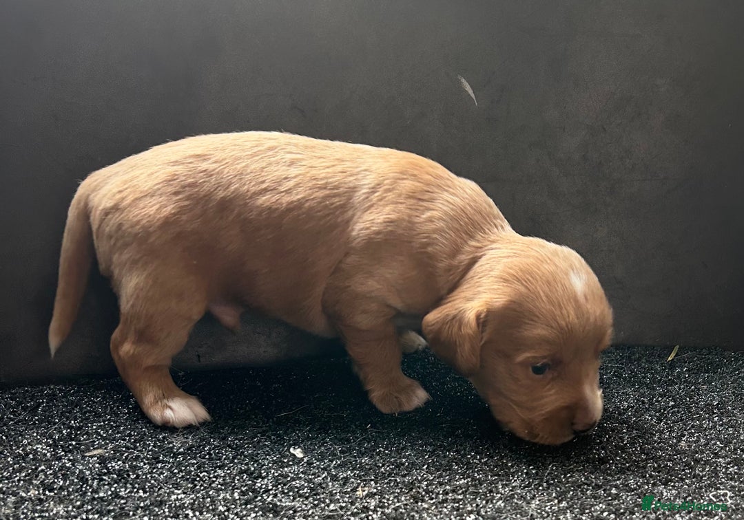 Cockapoo dogs for sale: Cockapoo puppies ginger/golden - Advert 22