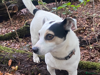 Jack Russell dogs in Accrington - Advert 15