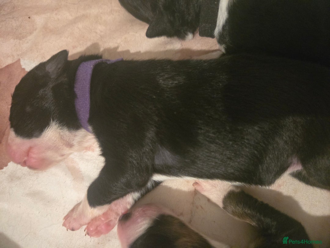 Border Collie dogs for sale: 11 beautiful bored collie puppies  - Image 15