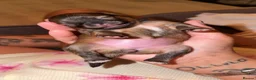 Pomchi dogs for sale: Beautiful baby pomchi! in Loughborough - Advert 7