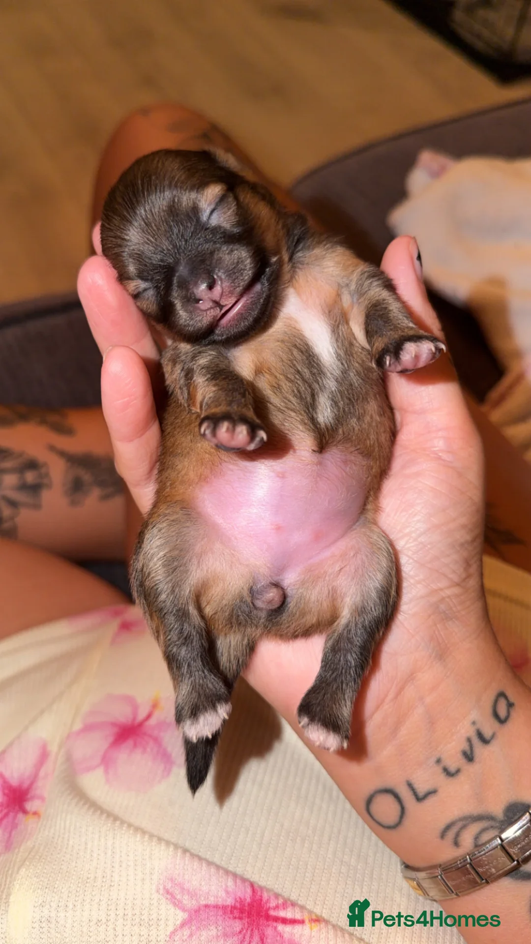 Pomchi dogs for sale: Beautiful baby pomchi! in Loughborough - Advert 7