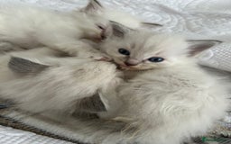 Ragdoll cats for sale: Cherubim Ragdoll Kittens TICA Mink Lynx - Image 27