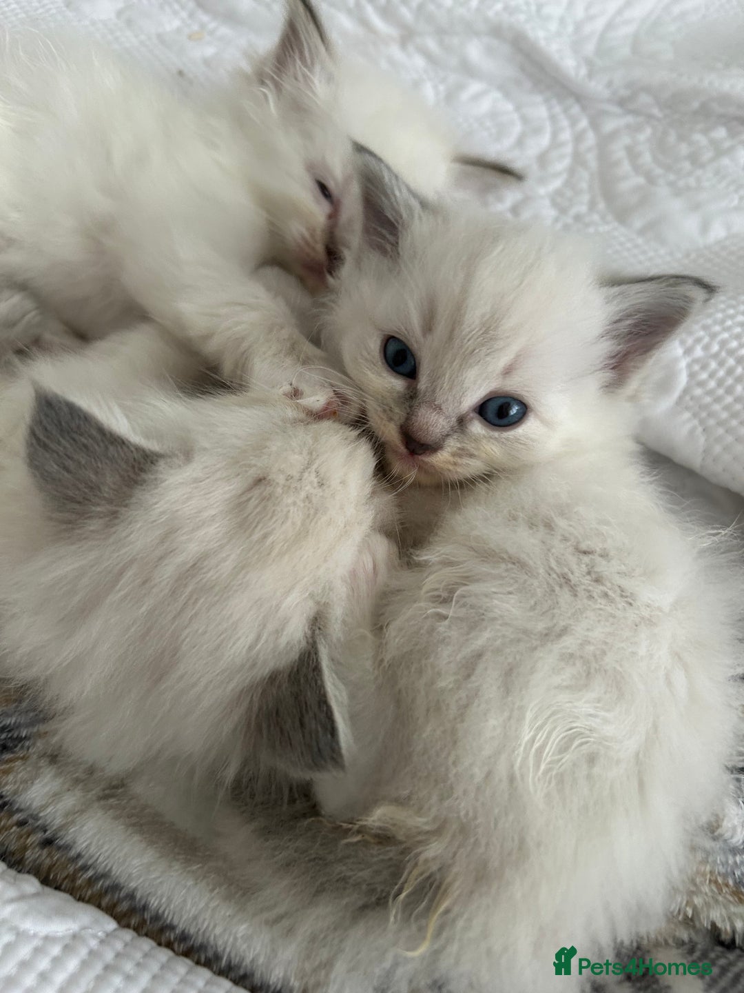 Ragdoll cats for sale: Cherubim Ragdoll Kittens TICA Mink Lynx - Image 27