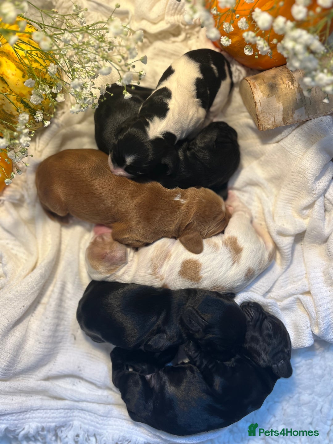 Cocker Spaniel dogs for sale: FAMILY RAISED SHOW TYPE COCKER READY NOW  - Advert 22