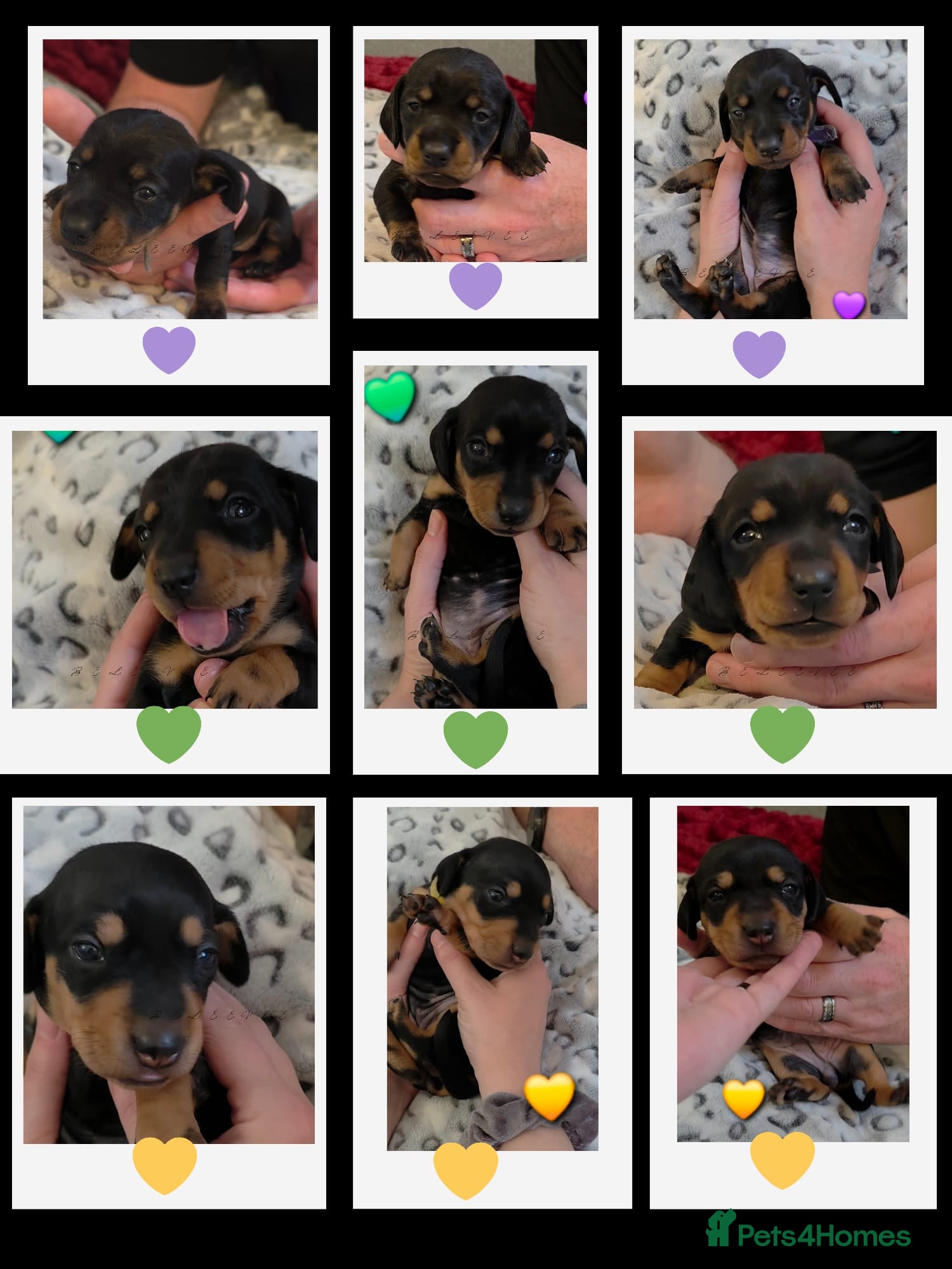 Miniature Dachshund dogs 🐾🐶 Female Miniature Dachshund Puppies 🐶🐾 - Advert 3