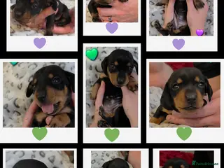 Miniature Dachshund dogs 🐾🐶 Female Miniature Dachshund Puppies 🐶🐾 - Advert 3