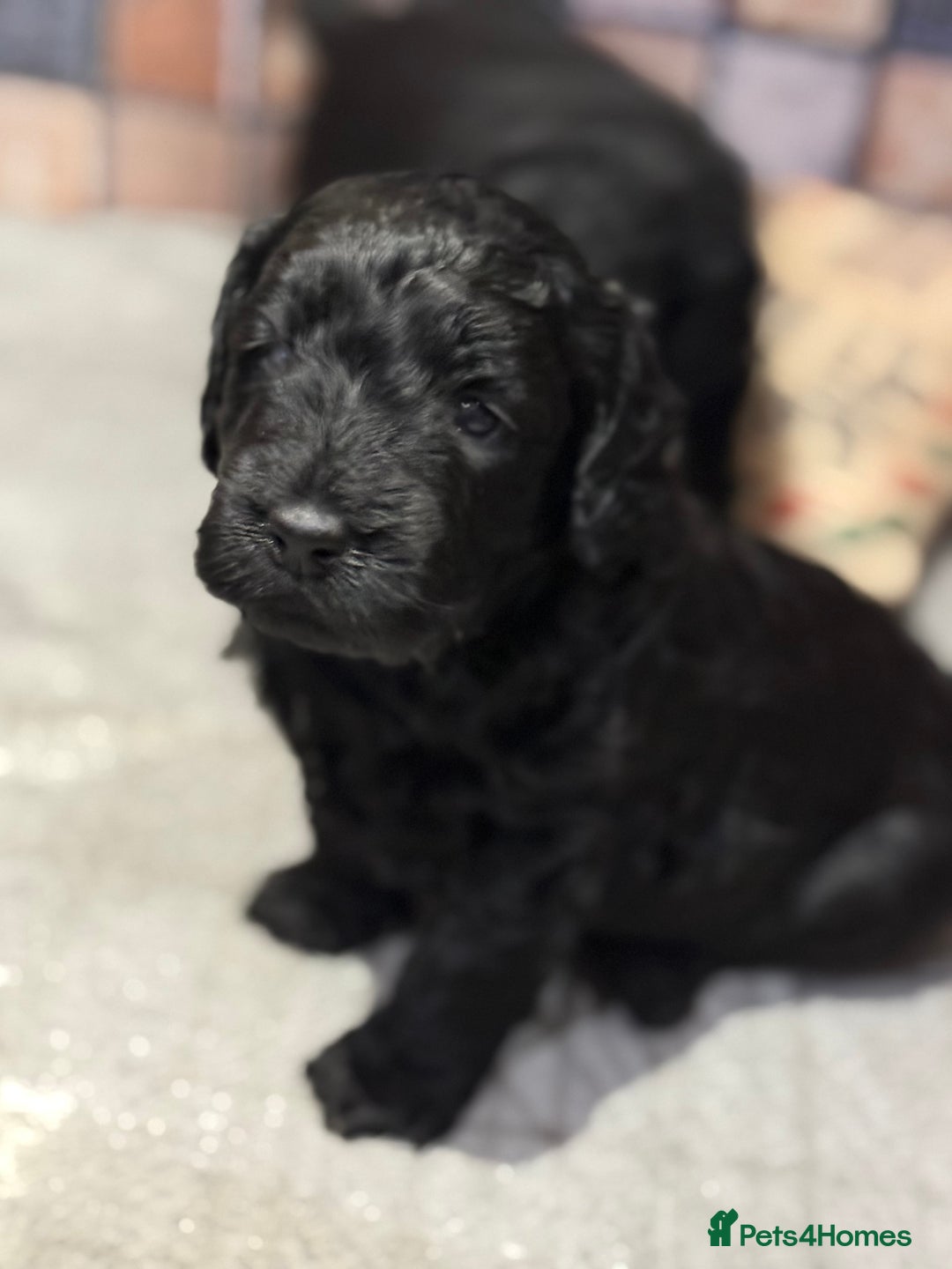 Cockapoo dogs for sale: Cockapoo puppies - Advert 2