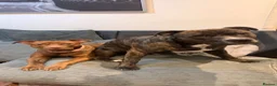 Staffordshire Bull Terrier dogs for sale: Staffy puppies  in London - Advert 10