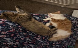British Longhair cats for sale: 2 beautiful and loving boys - Image 5