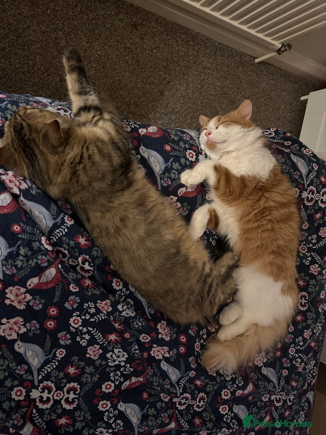 British Longhair cats for sale: 2 beautiful and loving boys - Image 5