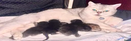British Shorthair cats for sale: British shorthair kittens!! Waiting list open!! - Advert 5