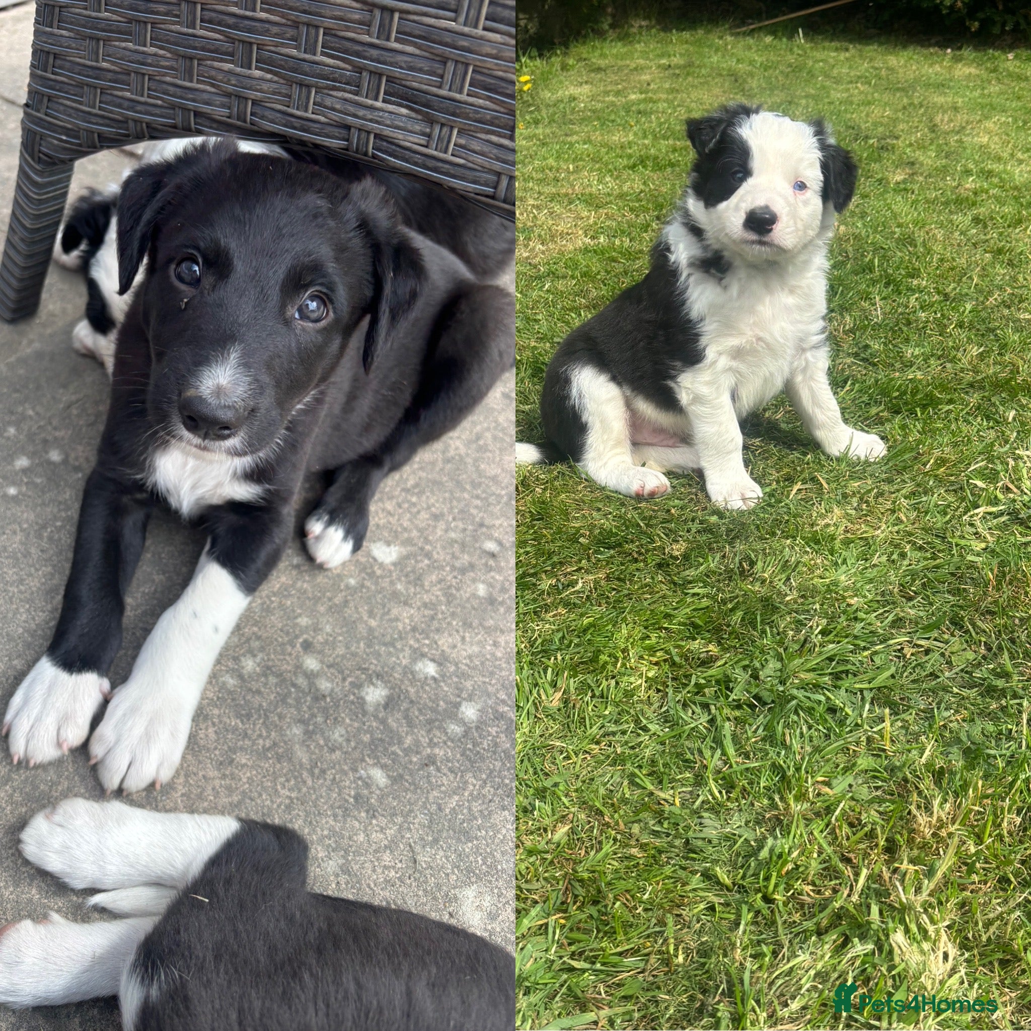 Mixed Breed dogs 2 Gorgeous Boys, Ready To Go Now 😍 - Advert 2
