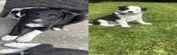 Mixed Breed dogs for sale: Beautiful Huntaway X Collie Pups - Advert 2