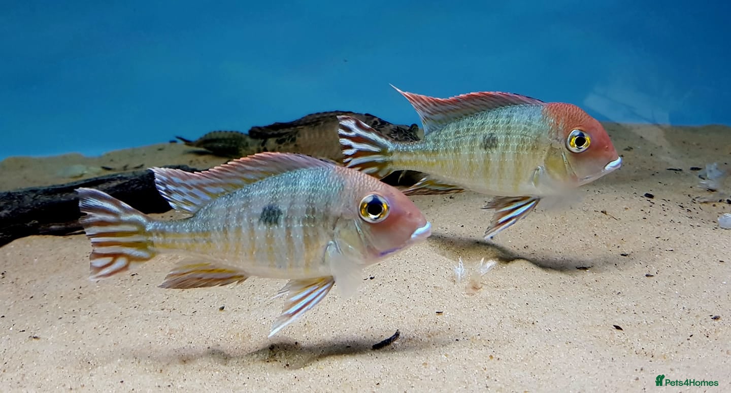 Cichlids fish Geophagus Red Head Tajapos  - Advert 20