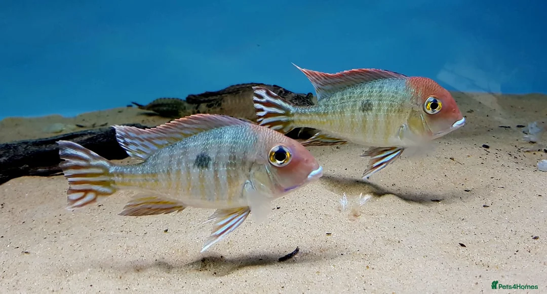 Cichlids fish for sale: Geophagus Red Head Tajapos  - Advert 1