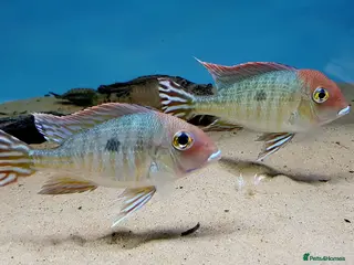 Cichlids fish Geophagus Red Head Tajapos - Advert 20