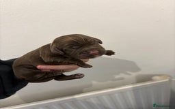 Cocker Spaniel dogs for sale: Cocker spaniel puppies - AVAILABLE 01/01/26  - Image 5