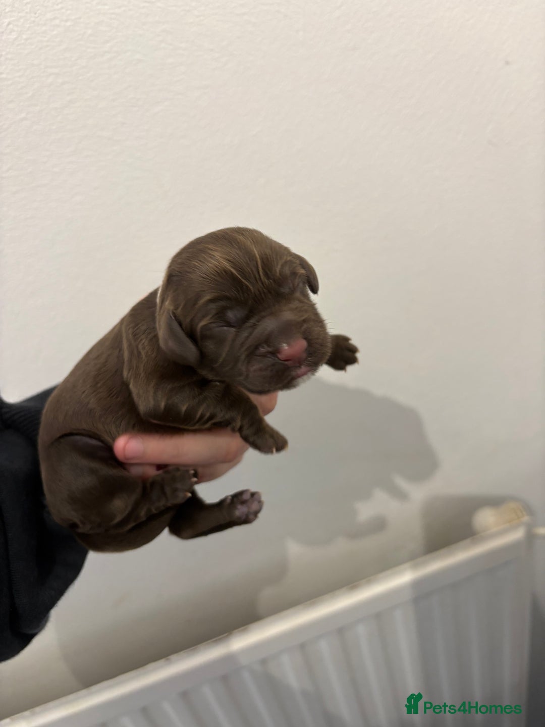 Cocker Spaniel dogs for sale: Cocker spaniel puppies - AVAILABLE 01/01/26  - Image 5