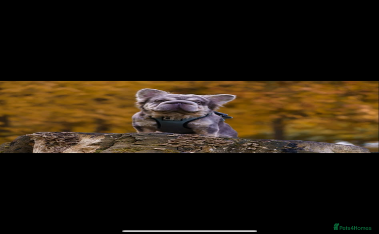 French Bulldog dogs - Advert 11