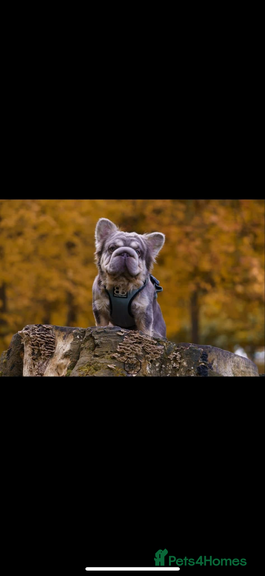 French Bulldog dogs for sale: French bulldog puppies  - Image 1
