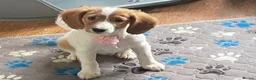 Cockapoo dogs for sale: 🐶READY TO LEAVE NOW 🐶 beautiful cockapoos  - Advert 9