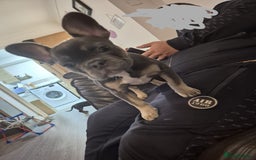 French Bulldog dogs for sale: Beautiful Belle - Image 1