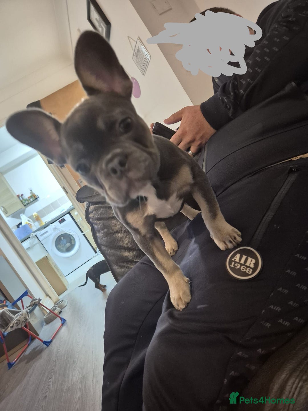 French Bulldog dogs for sale: Beautiful Belle - Image 1