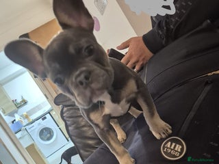 French Bulldog dogs - Advert 1