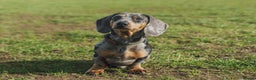 Miniature Dachshund dogs for stud: Miniature Smooth Hair Dachshund in Sandbach - Advert 1