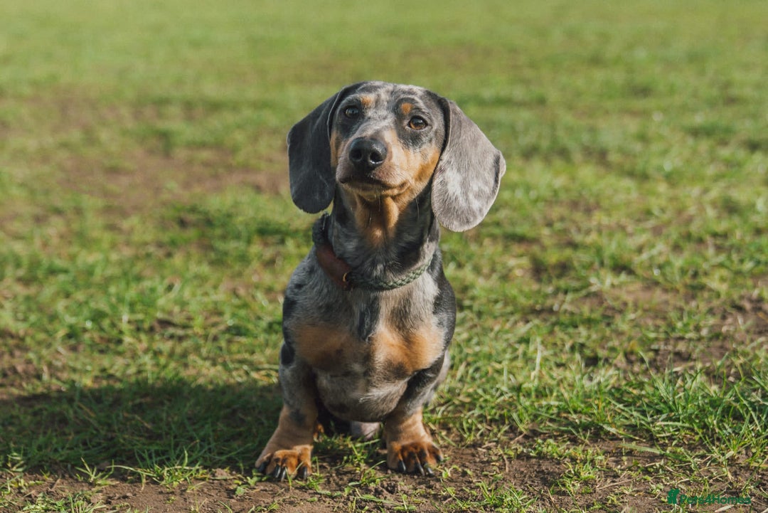 Miniature Dachshund dogs for stud: Miniature Smooth Hair Dachshund in Sandbach - Advert 1
