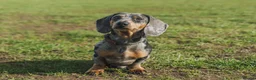 Miniature Dachshund dogs for stud: Miniature Smooth Hair Dachshund in Sandbach - Advert 1