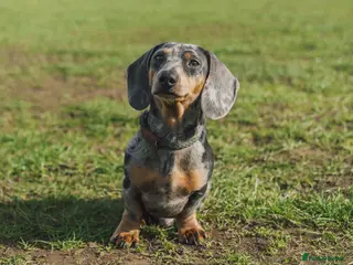 Miniature Dachshund dogs Miniature Smooth Hair Dachshund in Sandbach - Advert 3