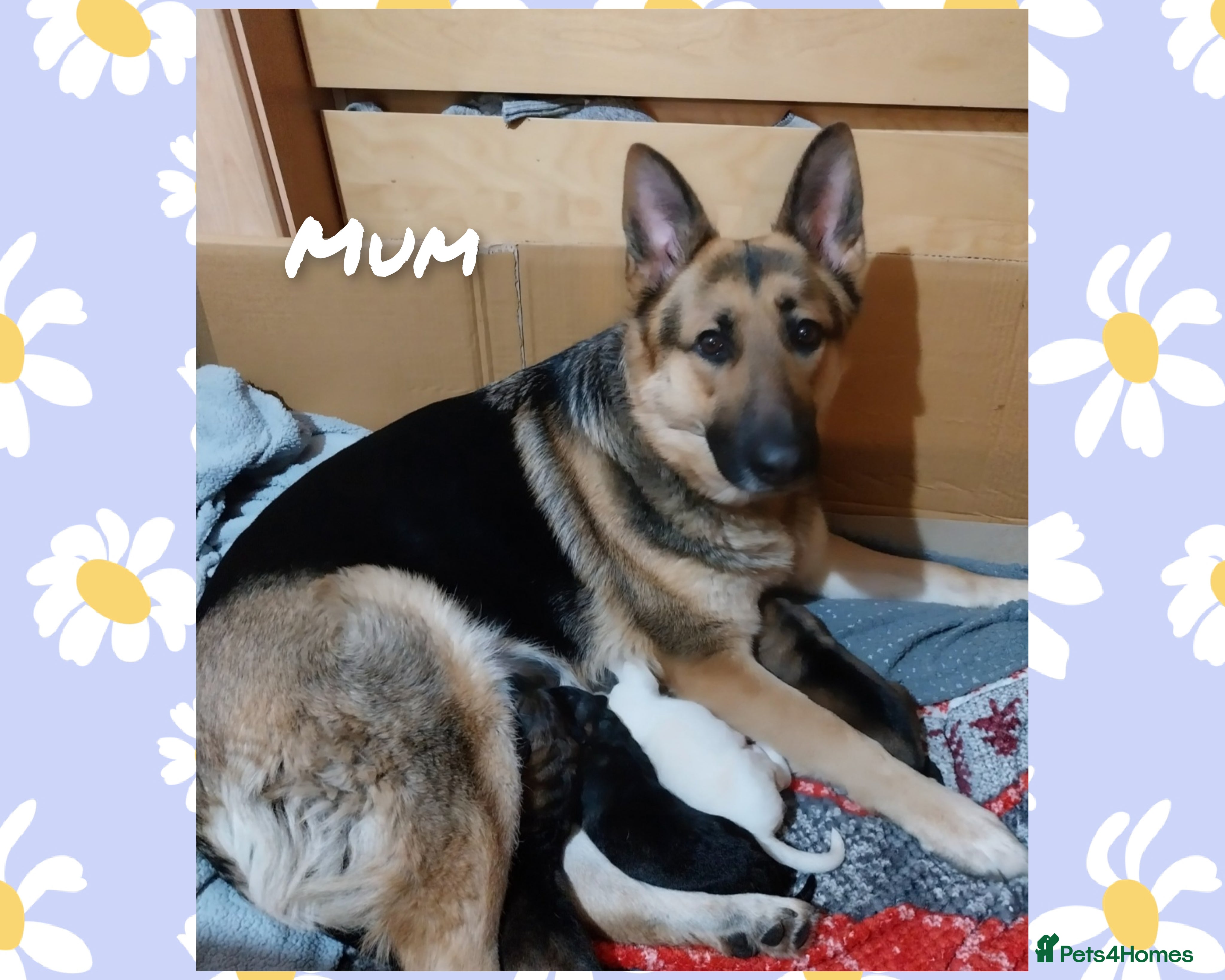 German Shepherd dogs Large German Shepherd Puppies - Advert 1