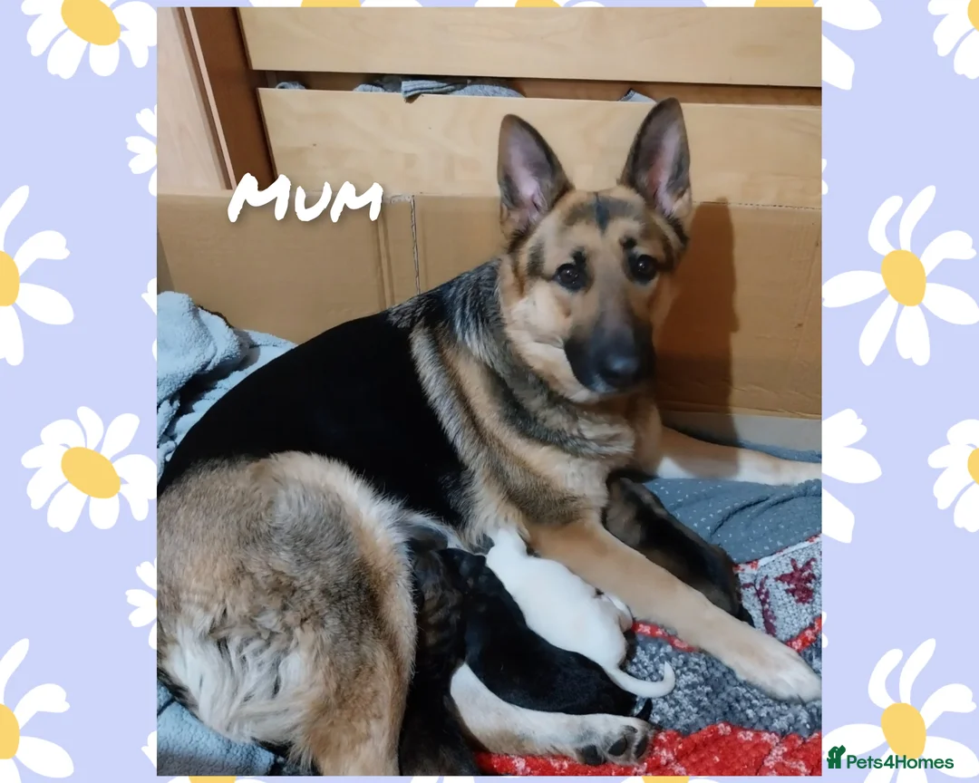 German Shepherd dogs for sale: Large German Shepherd Puppies in Birmingham - Advert 1