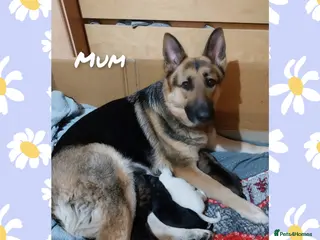 German Shepherd dogs Large German Shepherd Puppies - Advert 1