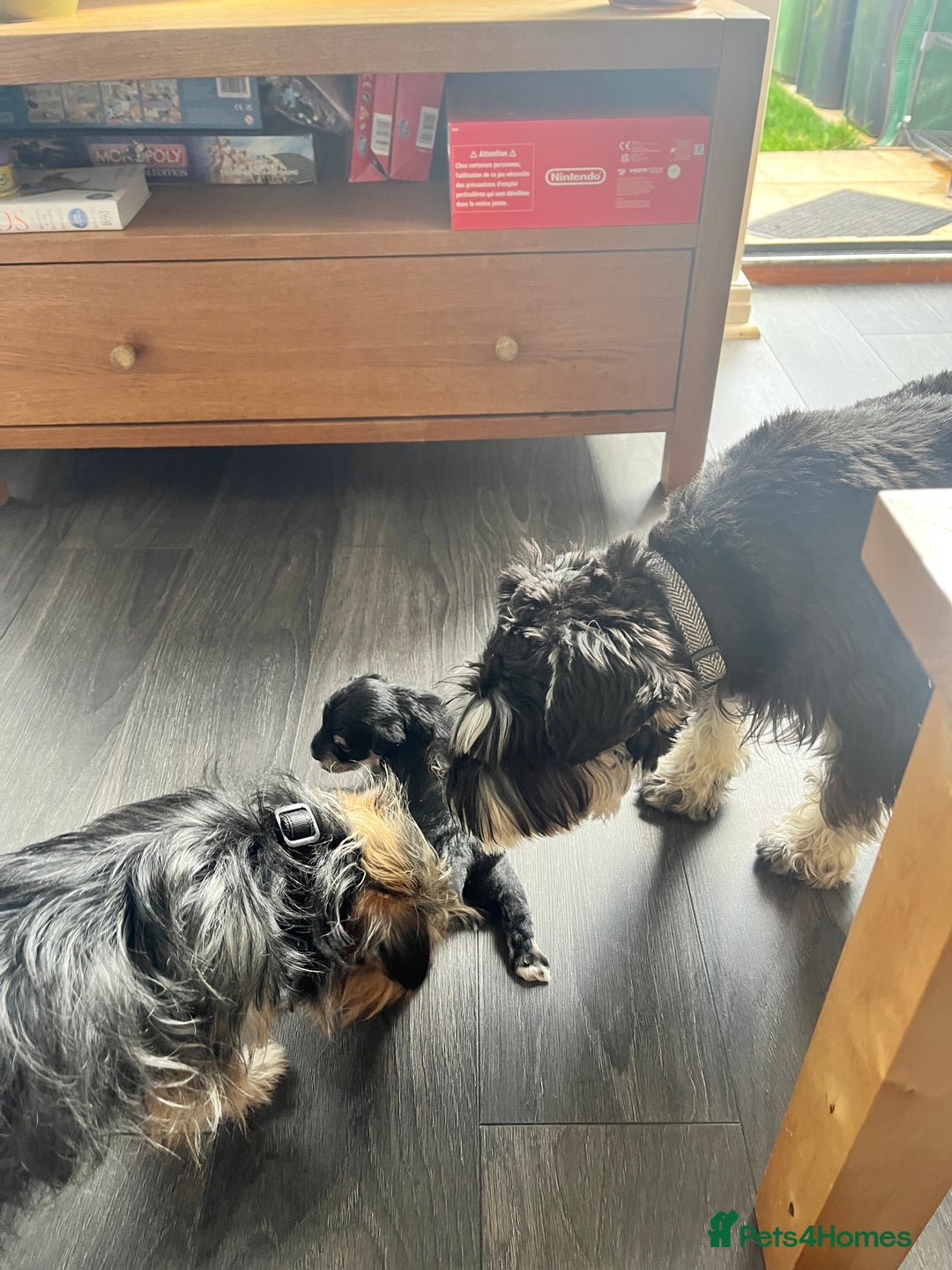 Mixed Breed dogs for sale: Miniature Schnauzer X Yorkshire Terrier - Image 7