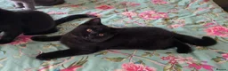 British Shorthair cats for sale: British shorthair kittens from 2 litter - Advert 16