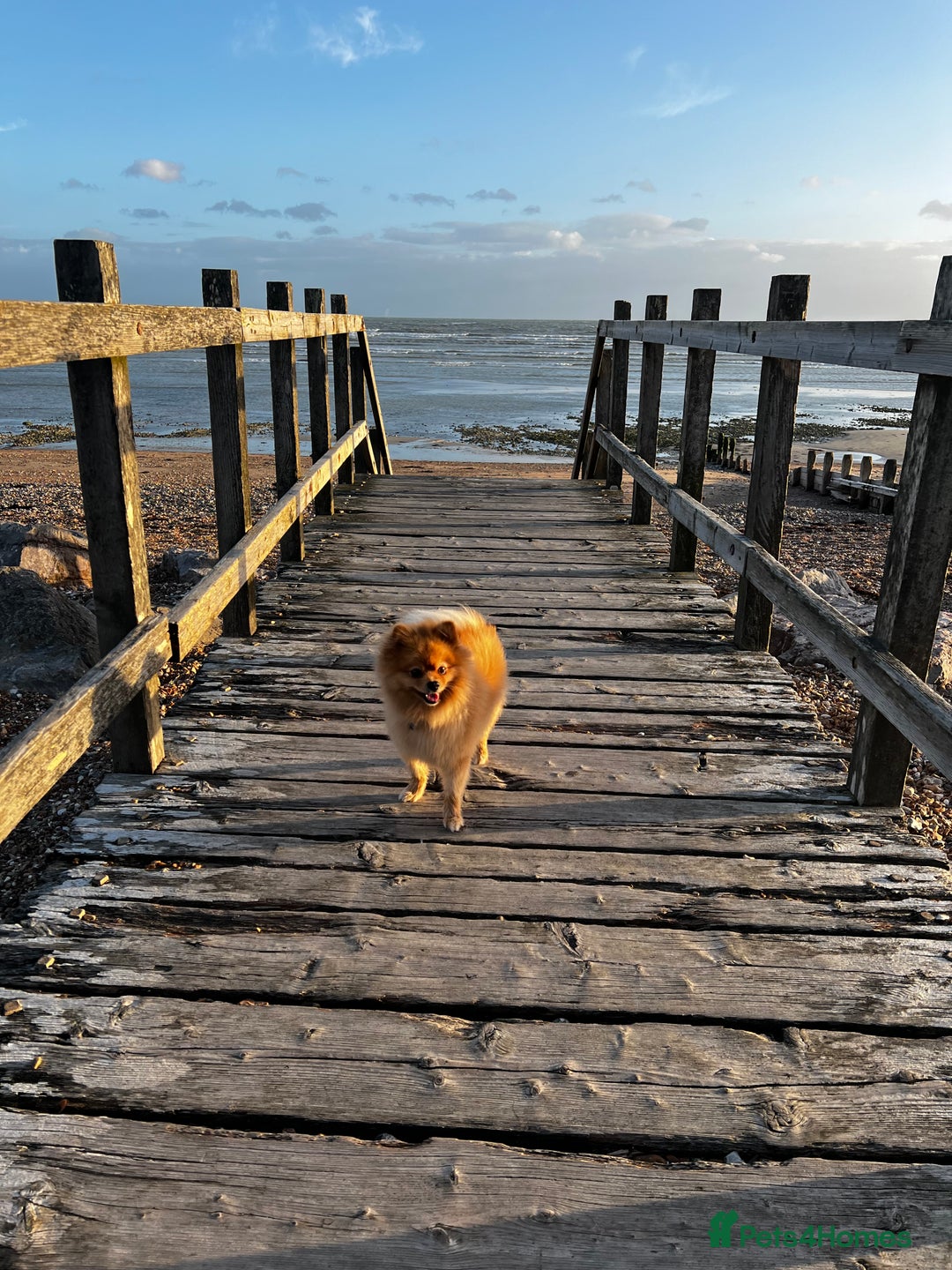 Pomeranian dogs for stud: ✨ Stunning KC Pomeranian available for stud ✨ - Advert 8