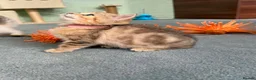British Shorthair cats for sale: 4 Gorgeous British Shorthair TICA kittens - Advert 11