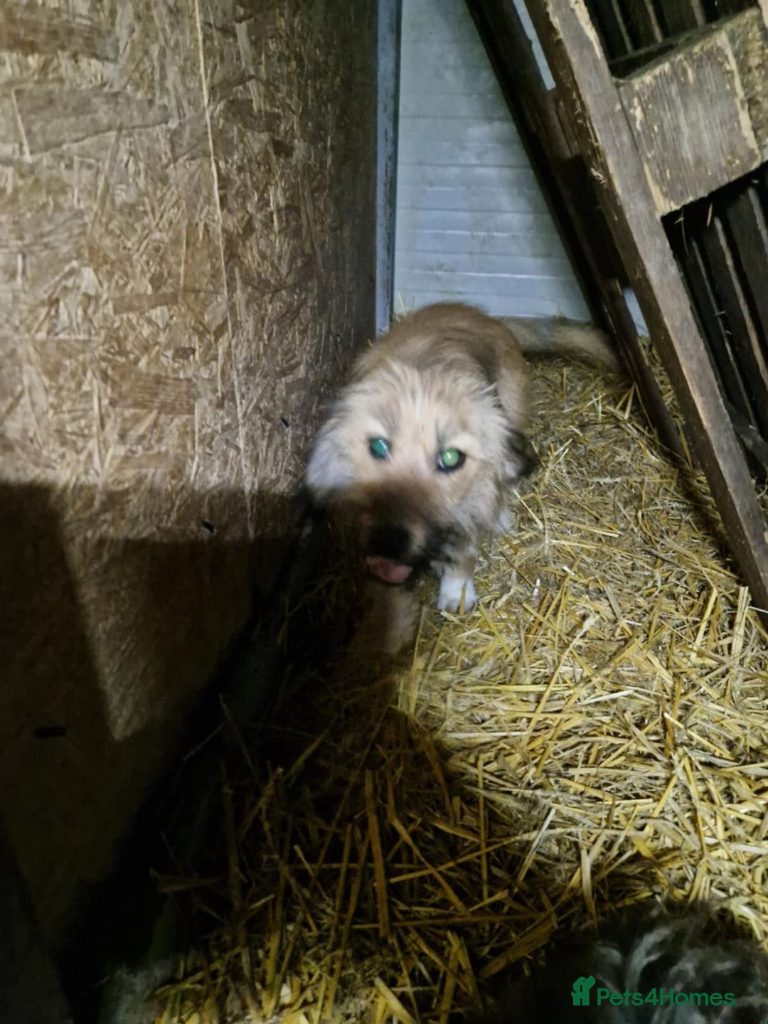 Mixed Breed dogs for adoption: 🌼 Meet Maya 🌼 – a sweet little survivor - Advert 4