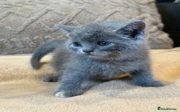 British Shorthair cats for sale: British shorthair hair kittens  - Image 7