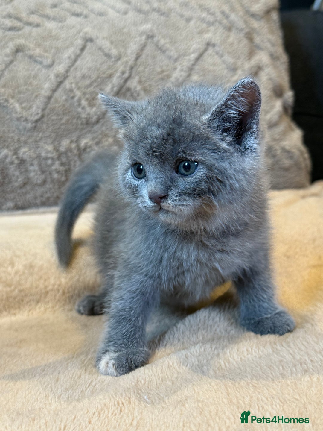 British Shorthair cats for sale: British shorthair hair kittens  - Image 7