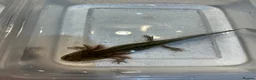 Axolotl reptiles for sale: Axolotl Jeuveniles  - Advert 26